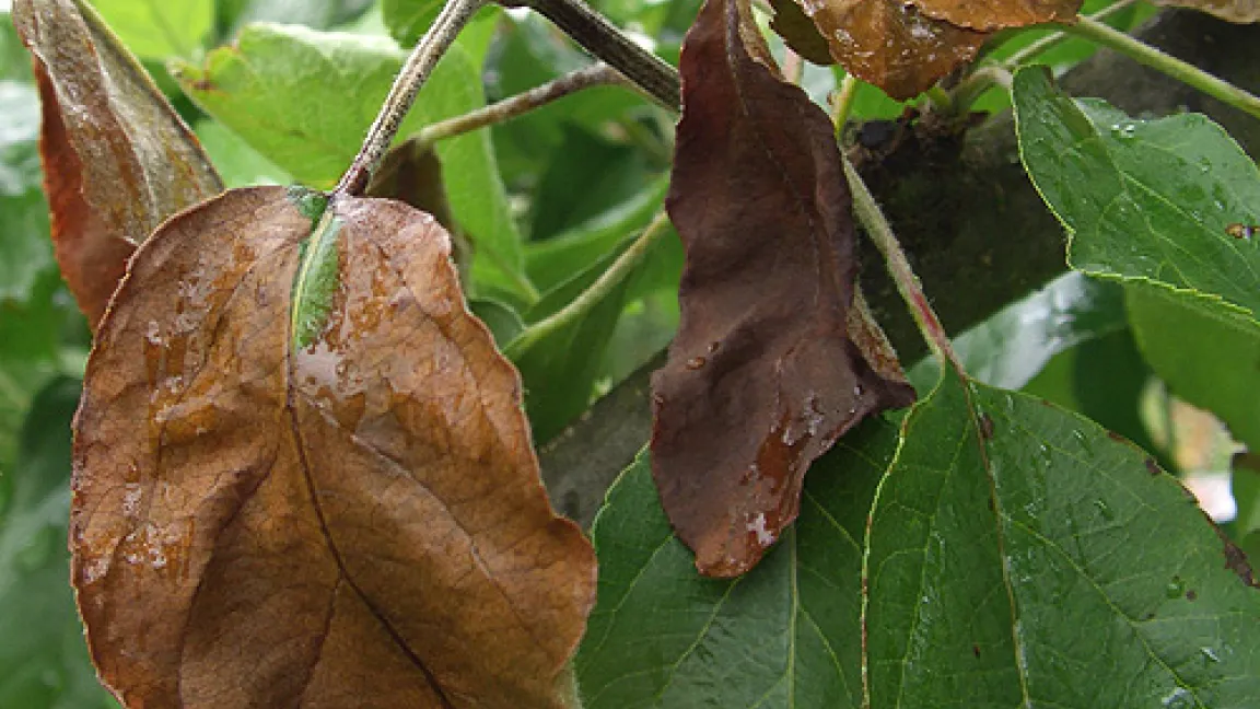 Feuerbrand an Apfelbaum. Quelle: Dr. Scheer, Kompetenzzentrum Obstbau Bodensee