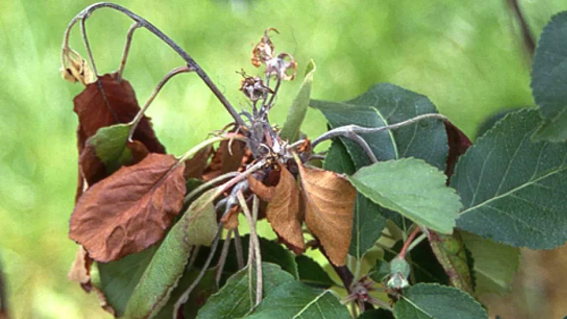 Feuerbrandbefall an einem Apfeltrieb mit krückstockähnlich gebogenen Trieben.
	Quelle: Obstbauseite Mainfranken