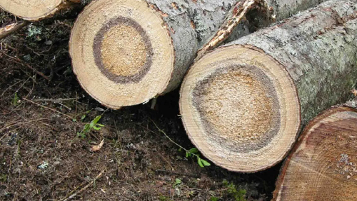 Fichtenstammholz mit Wurzelschwammbefall. Die Fäule kann sich weit im Stamm ausbreiten, hier über 9 m.
	Quelle: K. Korhonen.