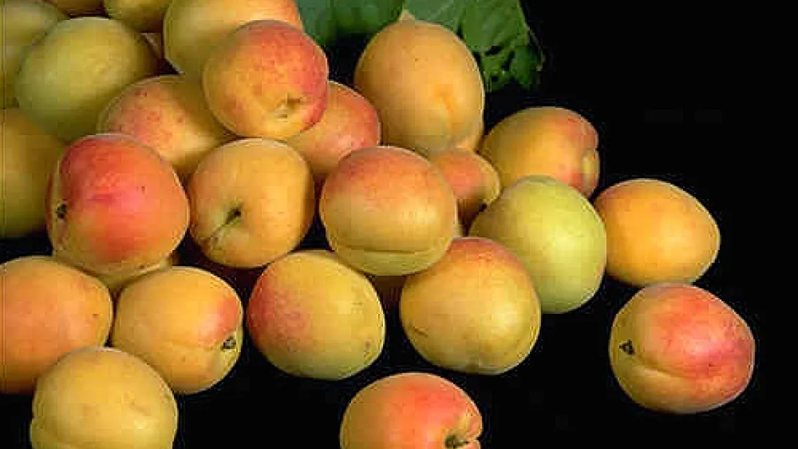 Flavonoide sind neben verschiedenen Gemüsen auch u. a. in Äpfeln, Aprikosen, Brombeeren, Erdbeeren und roten Johannisbeeren enthalten.
	Quelle: BASF AgroSlide