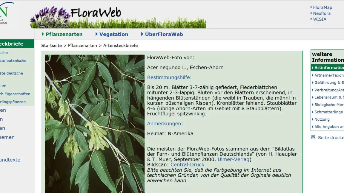 Flora-Web informiert über einheimische Pflanzen und Einwanderer. Foto: floraweb.de