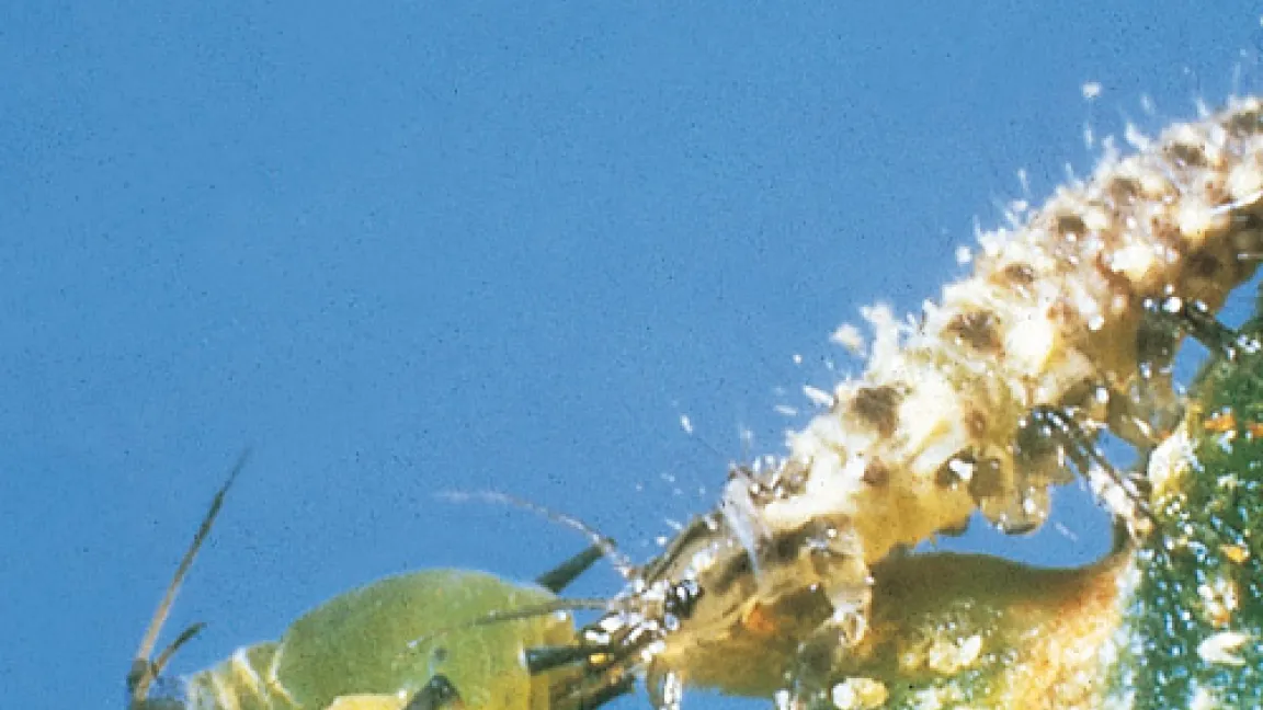 Florfliegen-Larven packen mit ihren kräftigen Zangen die Blattläuse, spritzen ein Betäubungsgift in sie hinein und saugen sie dann aus.
Quelle: Neudorff