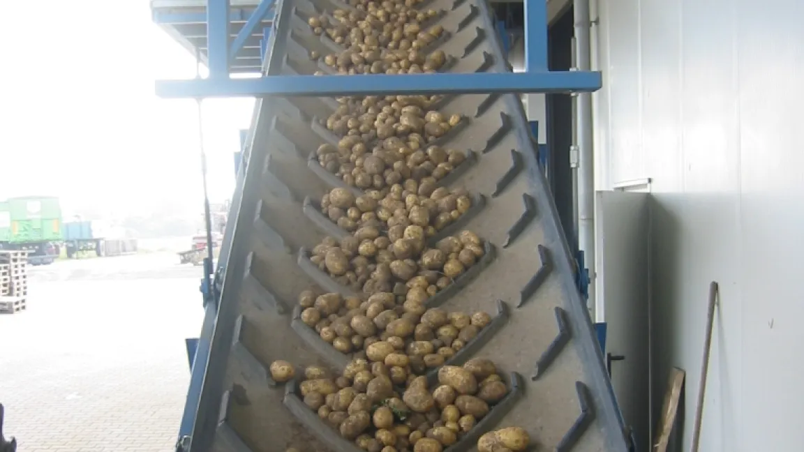 Auf dem Weg vom Feld zum Verbraucher werden kartoffeln behandelt wie rohe Eier. Die Transportbänder sind aus Gummi, um Verletzungen zu vermeiden. Foto: Matthias Wiedenau