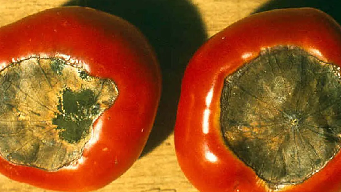 Folgen der Blütenendfäule bei Tomaten, verursacht durch den Mangel an Calcium.
Quelle: LWA Erding