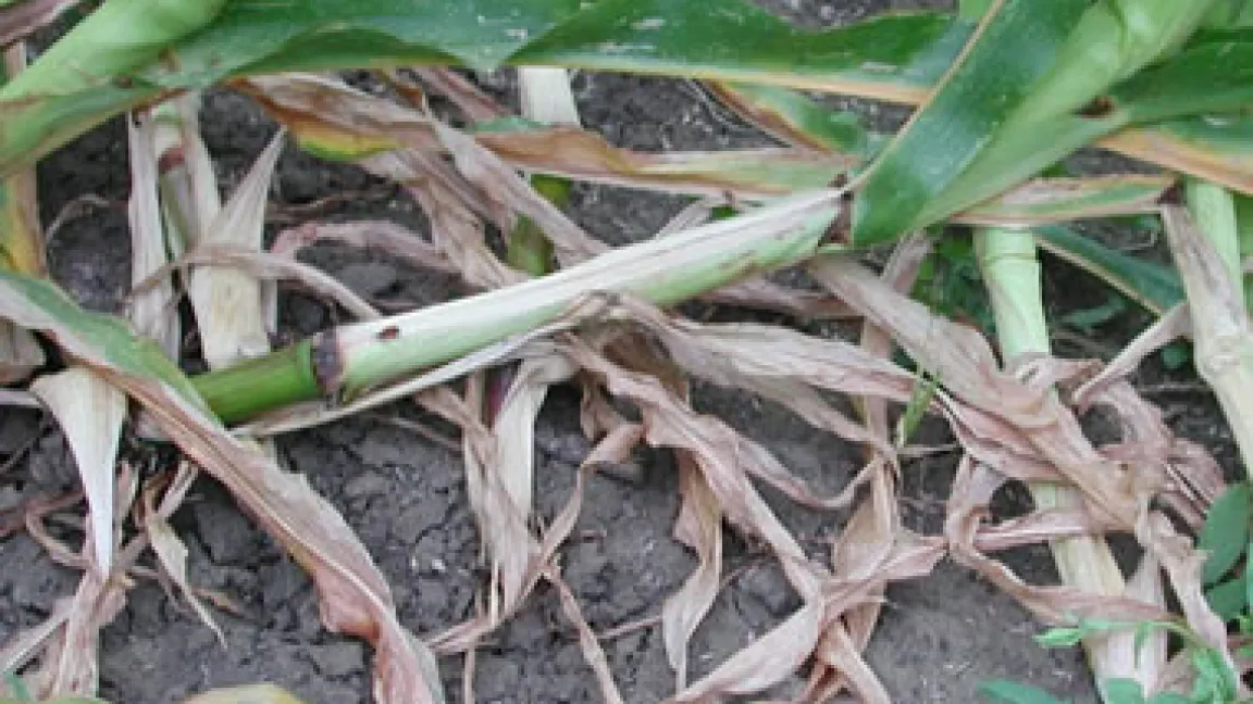 Folgen eines Maiswurzelbohrer-Befalls.
	Quelle: Mihaly Czepo - Biosicherheit