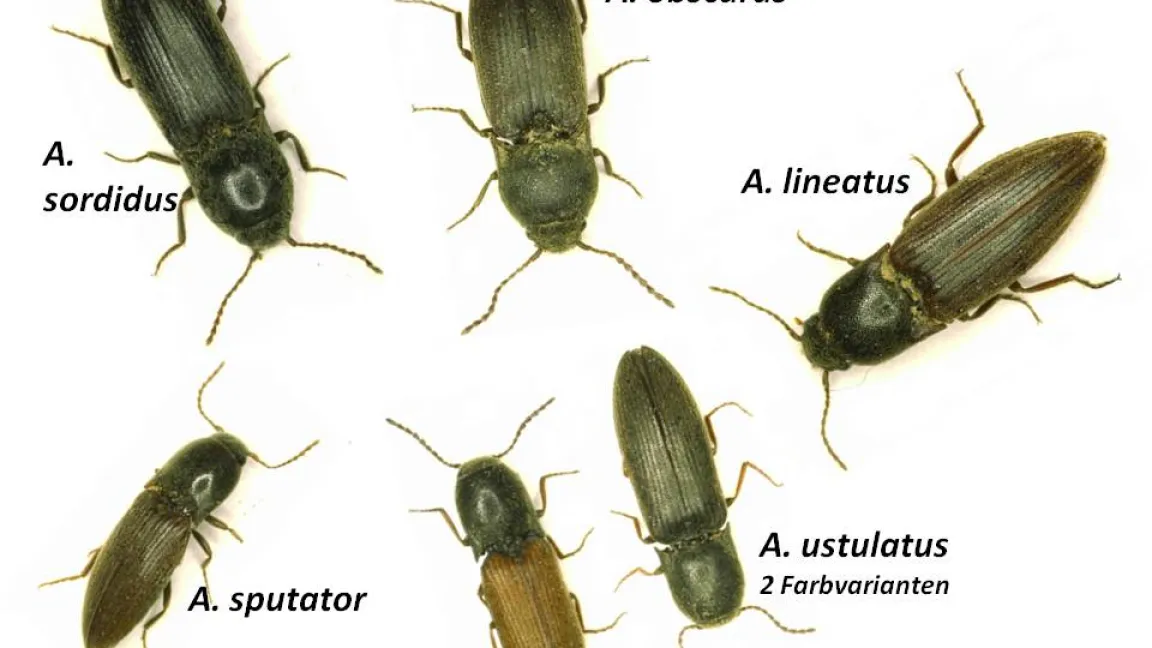 Die im Monitoring erfassten 5 als schädlich bekannten Schnellkäfer-Arten der Gattung Agriotes. Foto: Jörn Lehmhus, JKI