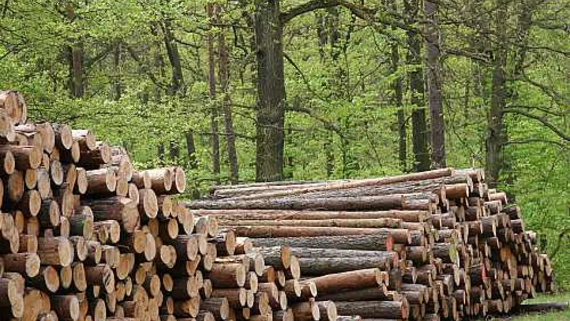 In Europa ist Deutschland das Holzland Nummer eins.
Quelle: adpic