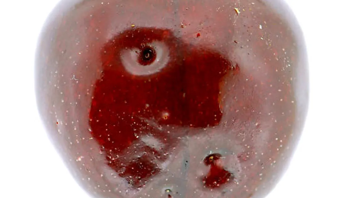 Schaden durch Drosophila suzukii. Foto: John Davis