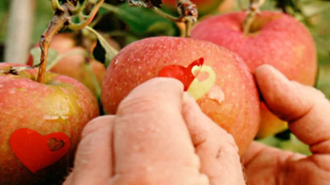 Eine pfiffige Vermarktungsidee. Foto: Herzapfelhof