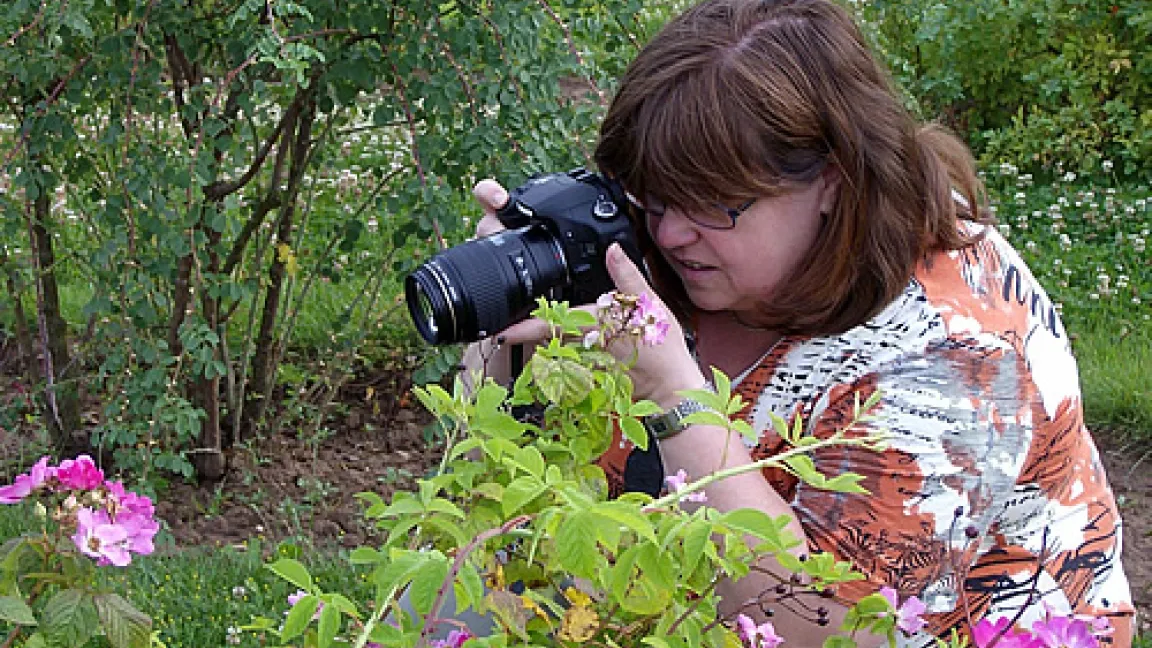 Projektmitarbeiterin Renate Krümmel fotografiert Wildrosen
Quelle: Europa-Rosarium, Sangerhausen