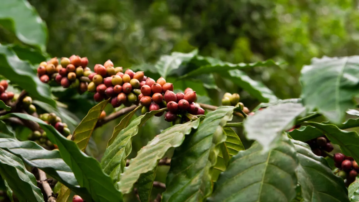Kaffeekirschen am Kaffeestrauch Foto: 
fotolia