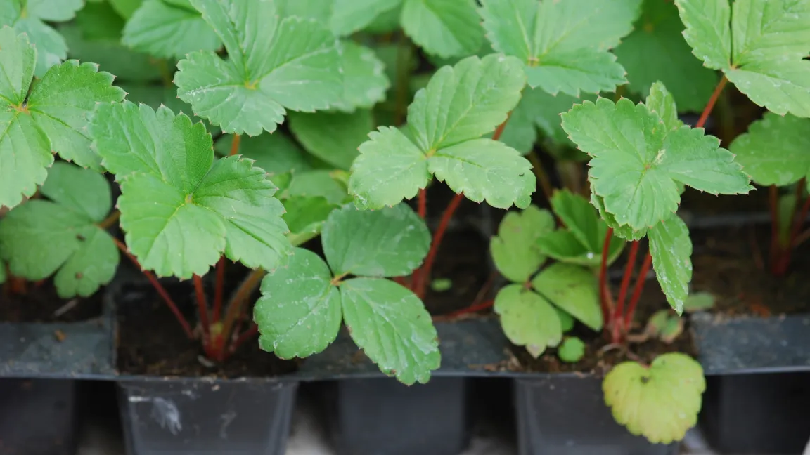 Regelmäßig werden auch Jungpflanzen auf Symptome untersucht. Foto: fotolia