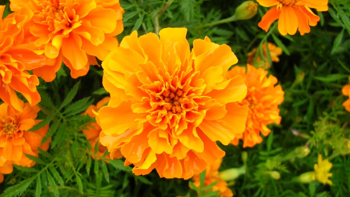 Studentenblumen helfen gegen wanderndeWurzelnematoden. Foto: adpic