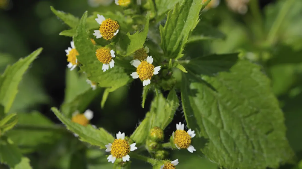 Behaartes Knopfkraut (Galinsoga ciliata) auch als Franzosenkraut bekannt.
Quelle: Naturganznah