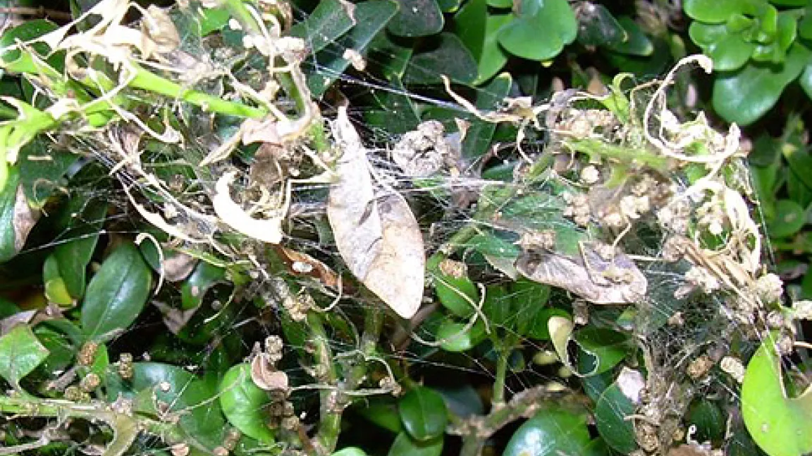 Fraßschaden durch Raupen des Buchsbaumzünslers (Diaphania perspectalis).
Quelle: Fraßschaden durch Raupen des Buchsbaumzünslers (Diaphania perspectalis).