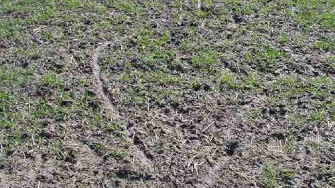 Fraßstellen im Wintergetreide auf gemulchten Flächen durch Feldmäuse.
	Quelle: Dr. Dirk Wolber, LWK Hannover