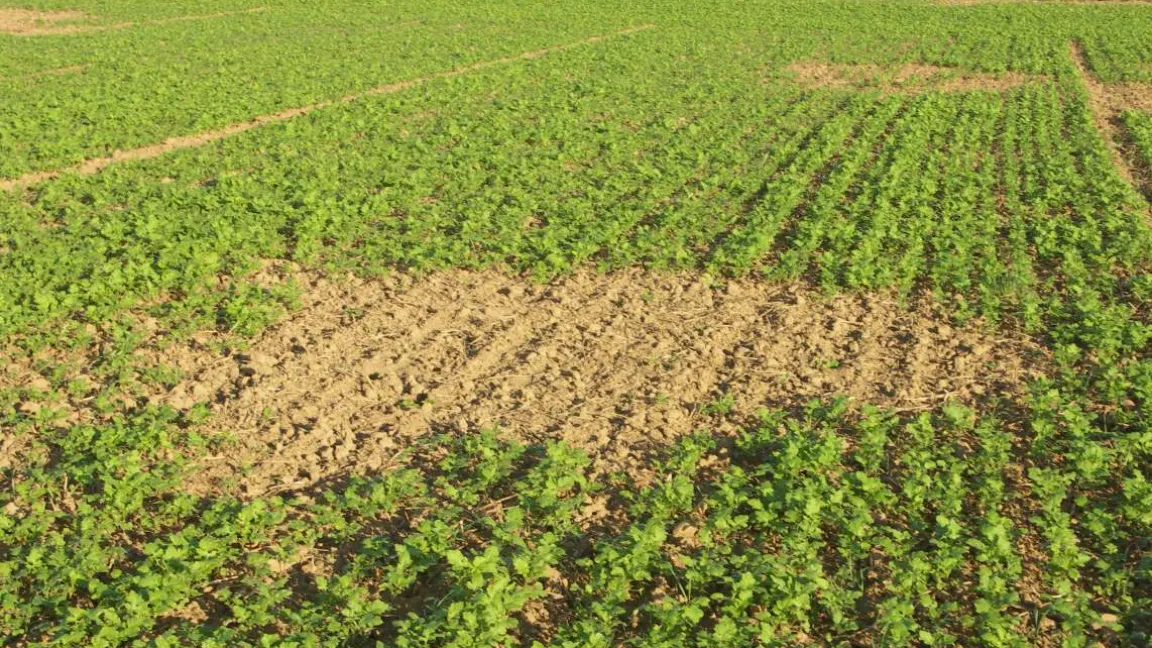 Typische Fraßstellen im Gelbsenf. Foto: Matthias Wiedenau