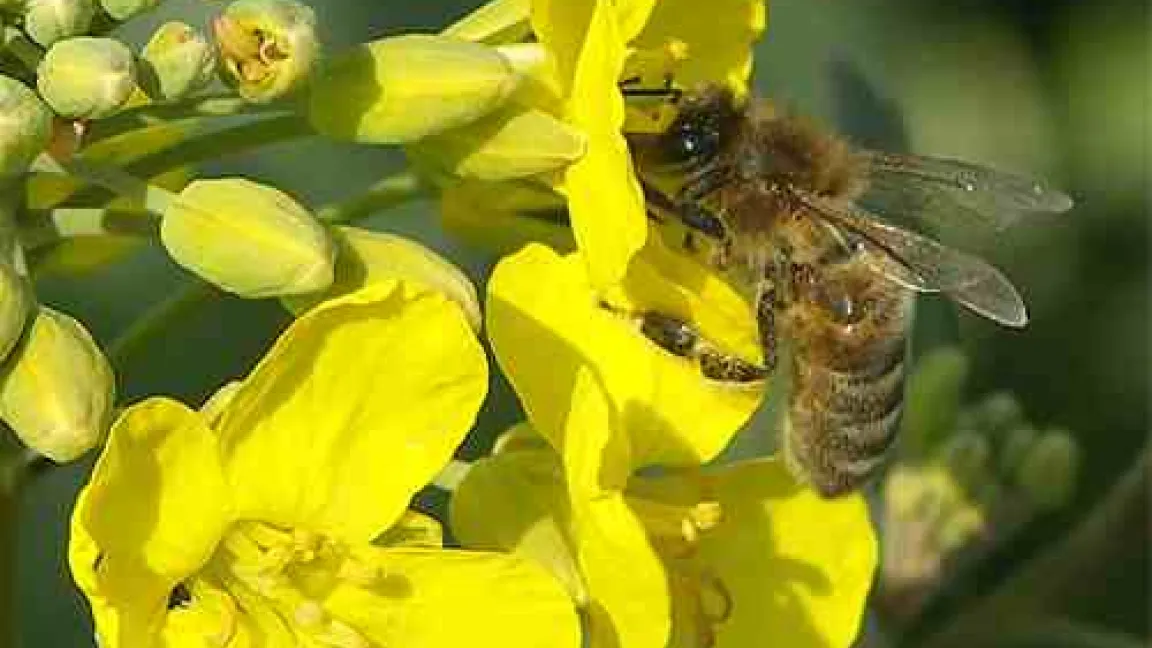 Fremdbefruchtende Pflanzen sind auf Insekten angewiesen.
	Quelle: Matthias Wiedenau