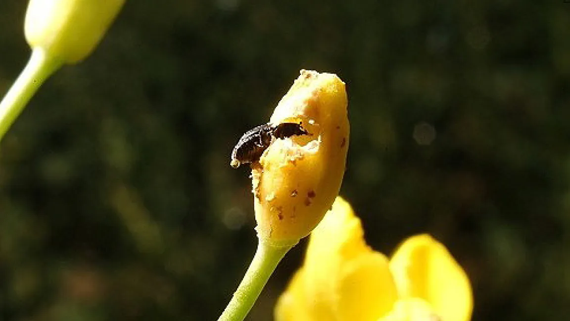 Fressen die Käfer an den Blütenknospen, sind Ertragsausfälle programmiert.
	Quelle: BBA
