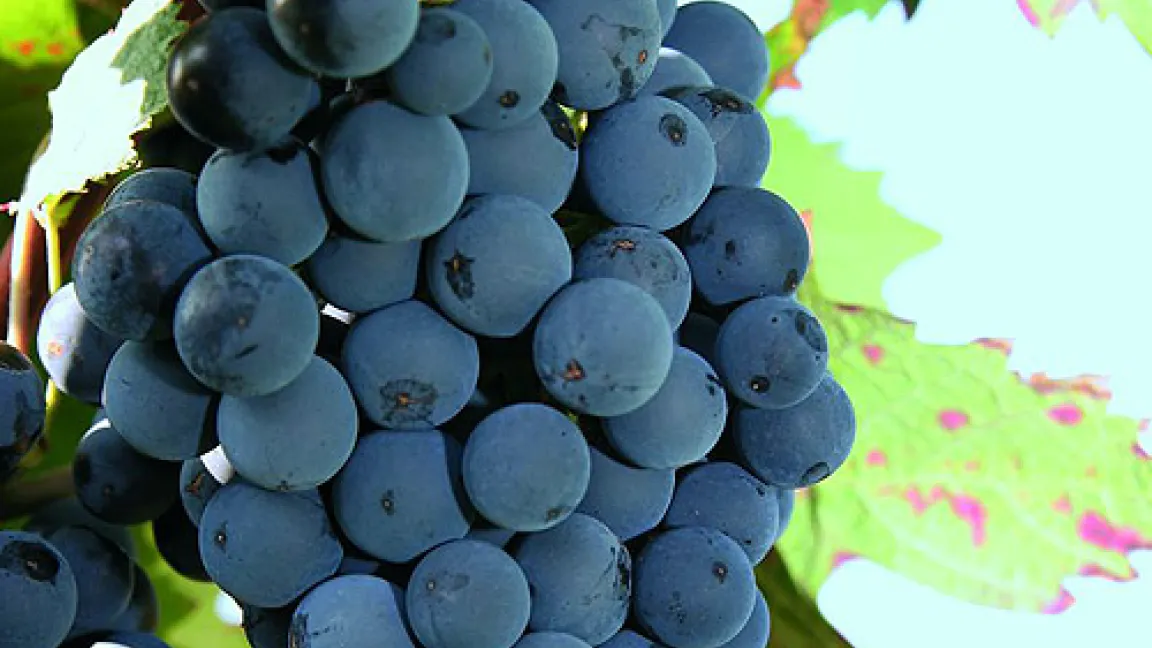 Frost kann auch australischem Wein zusetzen.
Quelle: Bayer CropScience