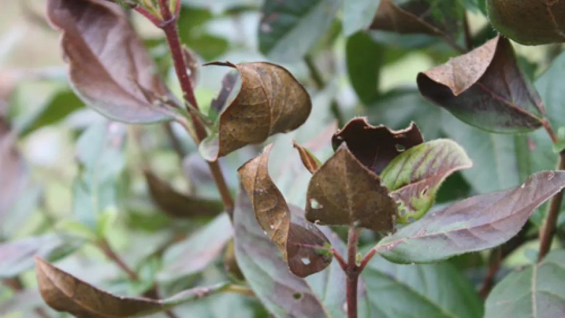 Frostschäden an Lorbeer-Schneeball
Quelle: Erika Brunken, Niedersächsische Gartenakademie Bad Zwischenahn