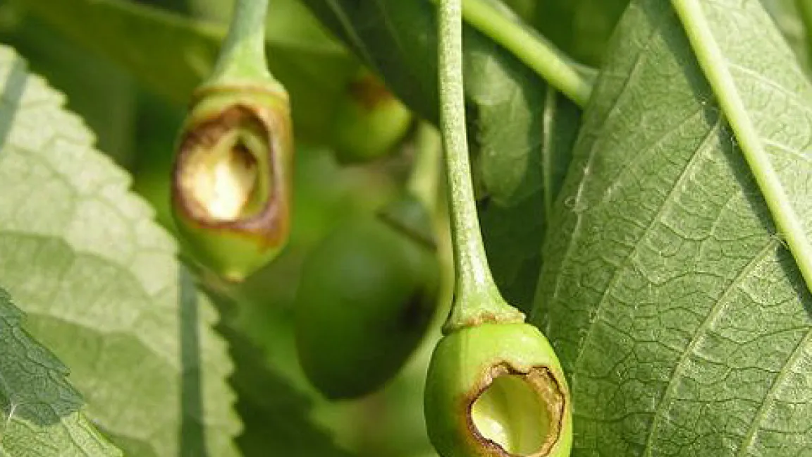 Frostspannerfraß.
Quelle: Thomas Riehl, Obstbauseite Mainfranken