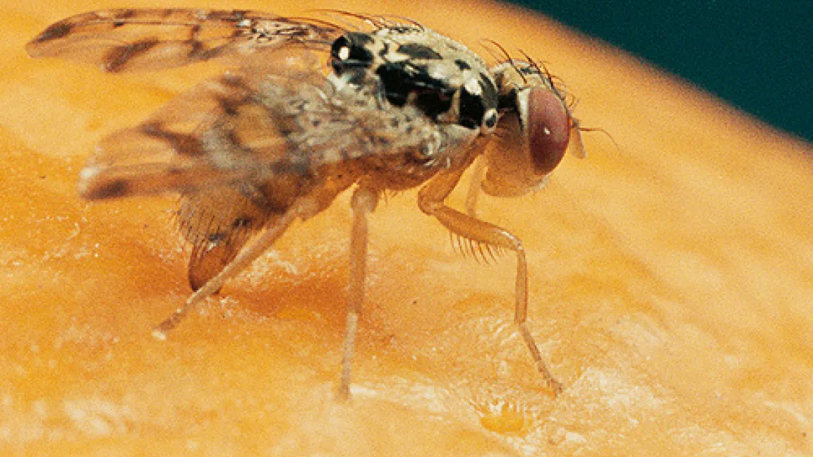 Fruchtfliege auf Orange.
	Quelle: Bayer CropScience