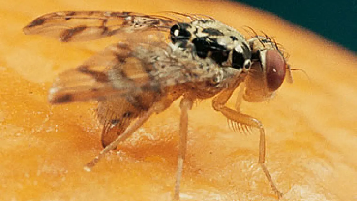 Fruchtfliege auf Orange.
Quelle: Bayer CropScience