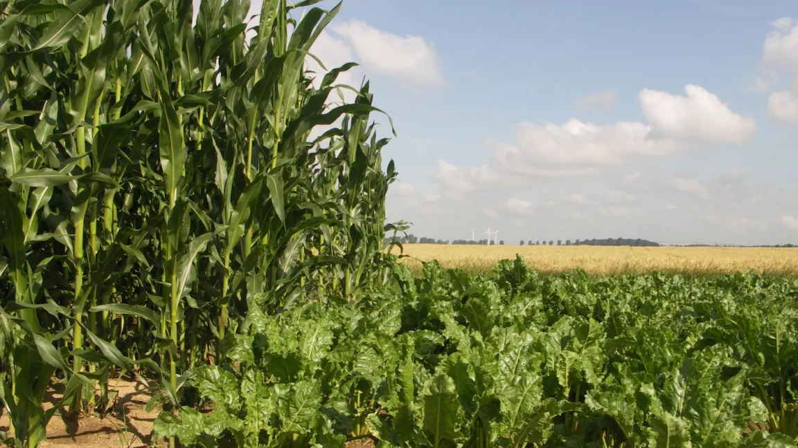 Mit einer vielseitigen Fruchtfolge kann der Käfervermehrung vorgebeugt werden. Foto: Matthias Wiedenau