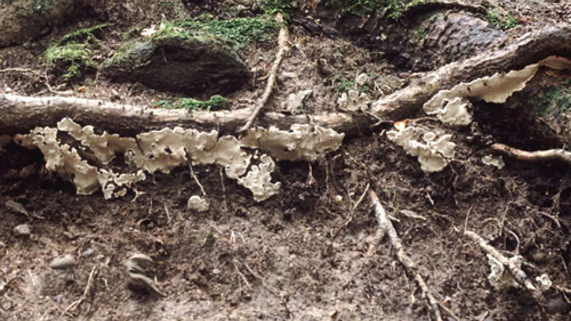 Fruchtkörper des Wurzelschwamms im Vordergrund.
	Quelle: Prof. Dr. Ottmar Holdenrieder, Zürich.