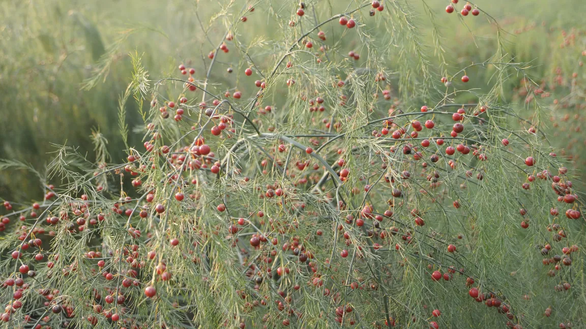 Im Herbst tragen die weiblichen Spargelpflanzen rote Beeren, in denen die Samen enthalten sind. Foto: Friederike Krick