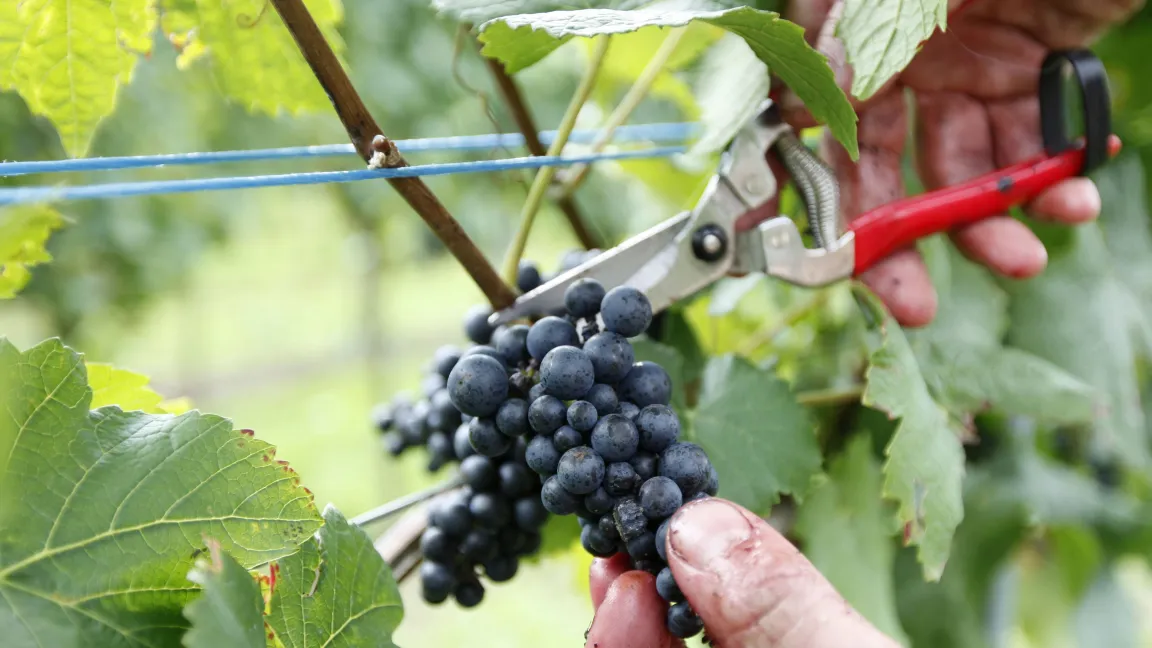 Frühburgunderernte 2010 Weinernte 2010: klein aber feinFoto: Deutsches Weininstitut