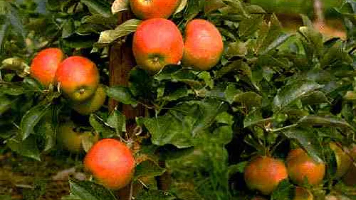 Frühe Fruchtentwicklung bei Äpfeln.
	Quelle: BASF AgroSlide