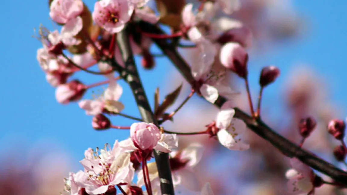 Frühingsblüher.
Quelle: Katrin Reinhardt