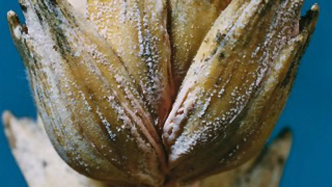 Fusarium culmorum ist verbreitet an Getreide als Erreger u. a. von Ährenfäulen.
	Quelle: BayerCropscience.