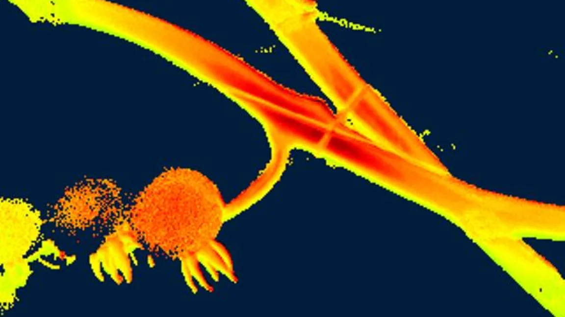 .... und als CF-Bild. Foto: Tiede-Arlt, LWK Versuchszentrum Straelen