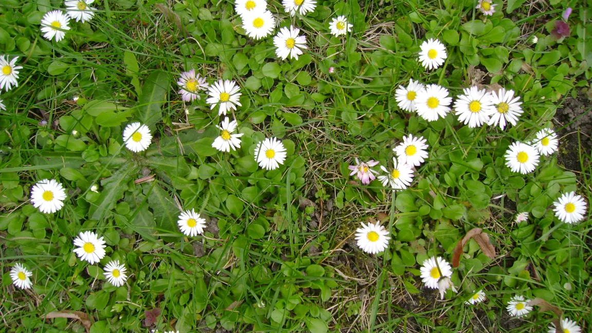 Gänseblümchen im Rasen nehmen mit der Zeit überhand. Foto: Klaus Margraf