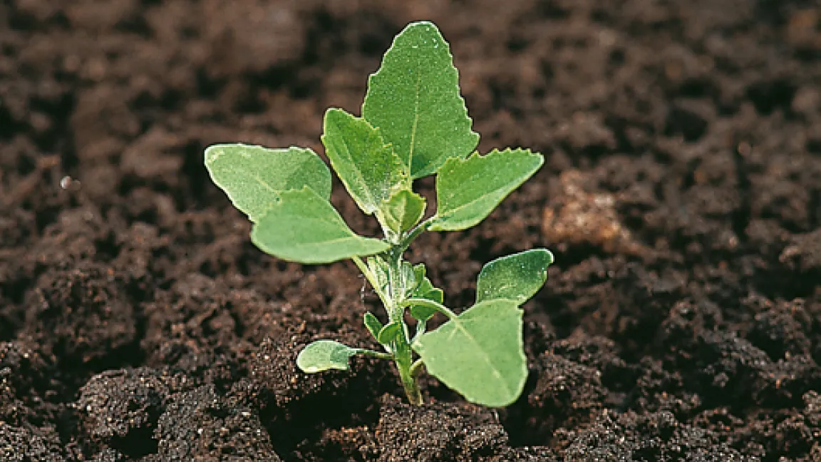 Weißer Gänsefuß zeigt sich in den letzten Jahren zunehmend resistent gegenüber dem Wirkstoff Metamitron. Foto: BASF