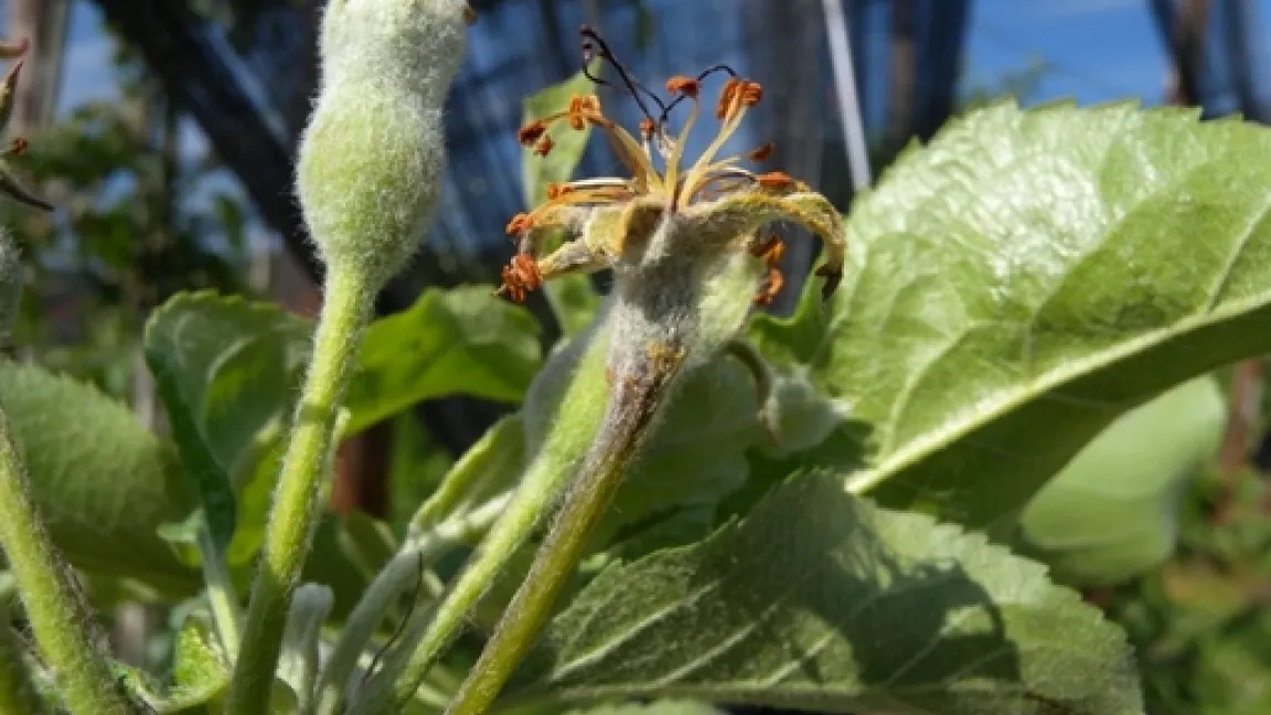 Feuerbrand-Erstbefall auf Apfel (Gala). Foto: Agroscope