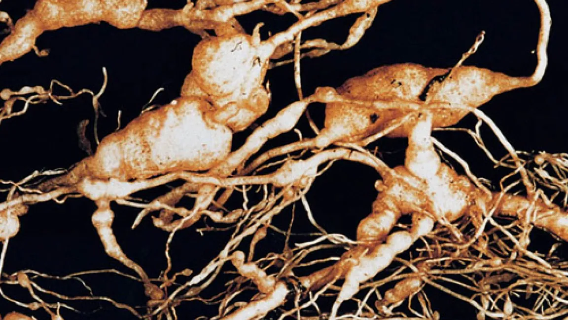 Gallenbildung im Gewebe von Kartoffelwurzeln durch Wurzelgallennematoden.
	Quelle: Bayer CropScience