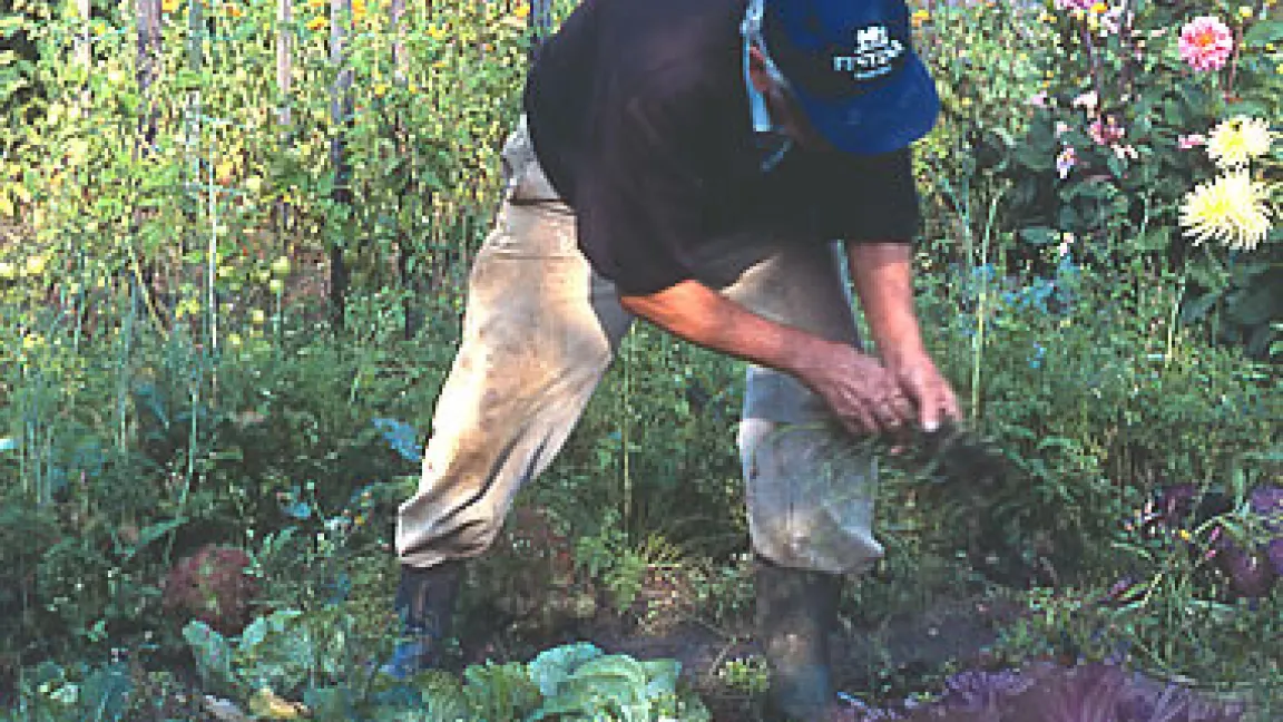 Gartenbeet
	Quelle: C. Nothdurft.