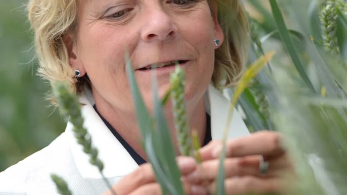 Eine Mitarbeiterin im 2012 eröffneten Europäischen Weizenzuchtzentrum in Gatersleben begutachtet die Körnerfüllung. Foto Bayer CropScience