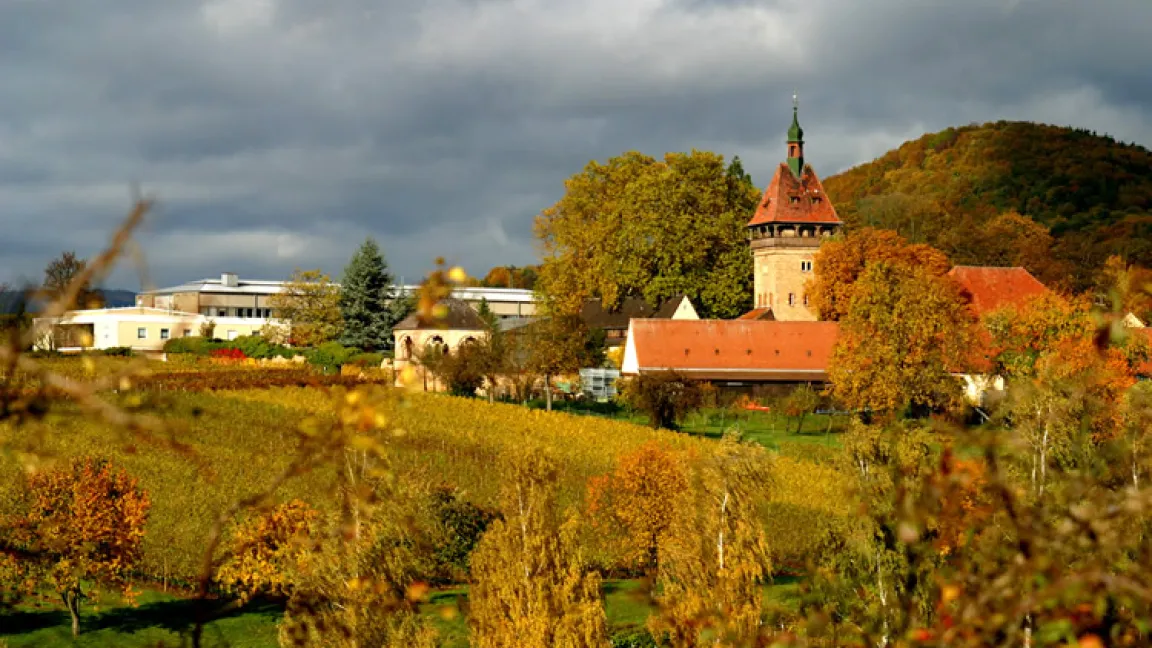 Das JKI Rebenzüchtungsinstitut Geilweilerhof bestückt die DGR zurzeit zu 80 Prozent. Weitere Partner sind Bundesanstalt für Landwirtschaft und Ernährung, Bundessortenamt, Dienstleistungszentrum Ländlicher Raum Rheinpfalz, Bayerische Landesanstalt für Weinbau und Gartenbau, Staatliche Lehr- und Versuchsanstalt für Wein- und Obstbau Weinsberg, Forschungsanstalt Geisenheim und Staatliches Weinbauinstitut Freiburg. Quelle: Julius Kühn-Institut, Institut für Rebenzüchtung Geilweilerhof