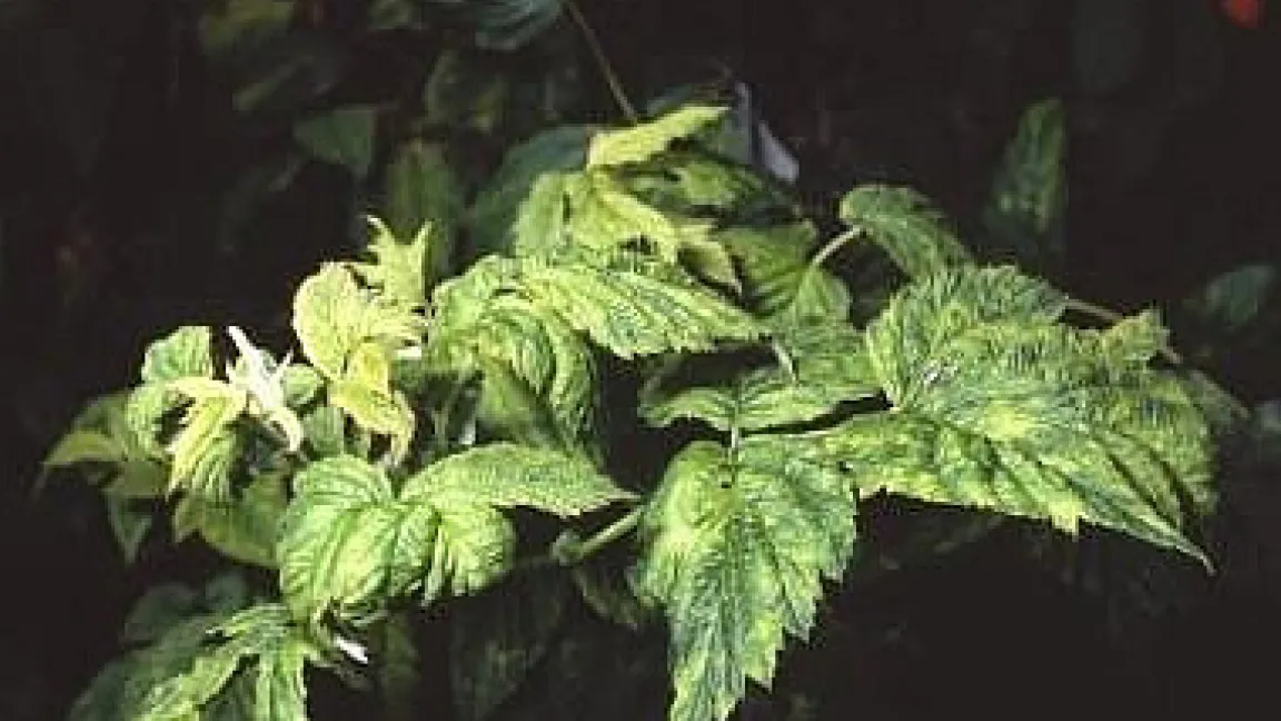 Gelbe Blattverfärbungen durch den Himbeermosaikvirus
	Quelle: H.P. Oetelshofen