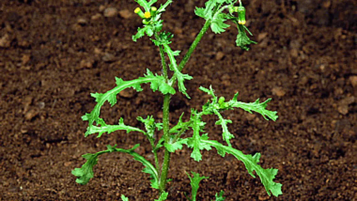 Gemeines Greiskraut (Senecio vulgaris) in der Blüte.
	Quelle: Bayer CropScience