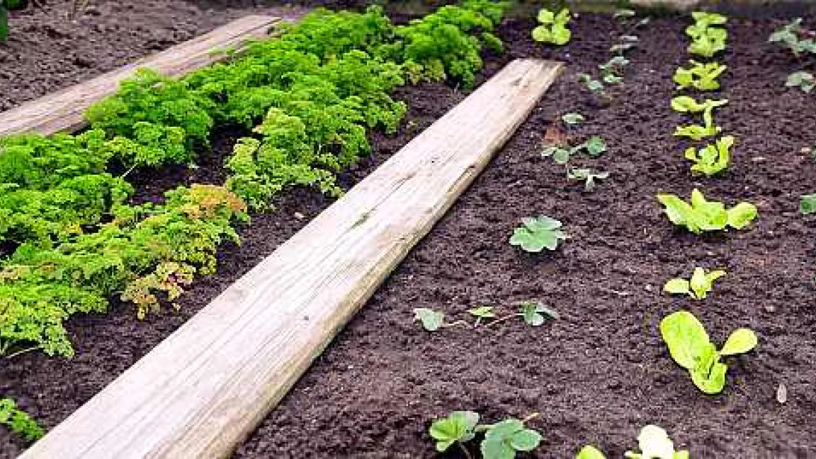 Erstes Gemüse kann schon gepflanzt werden
Quelle: adpic