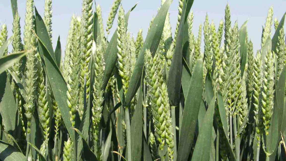 Das Erbgut von Brotweizen (hier während der Blüte) besteht aus etwa 96 000 Genen. Foto Matthias Wiedenau