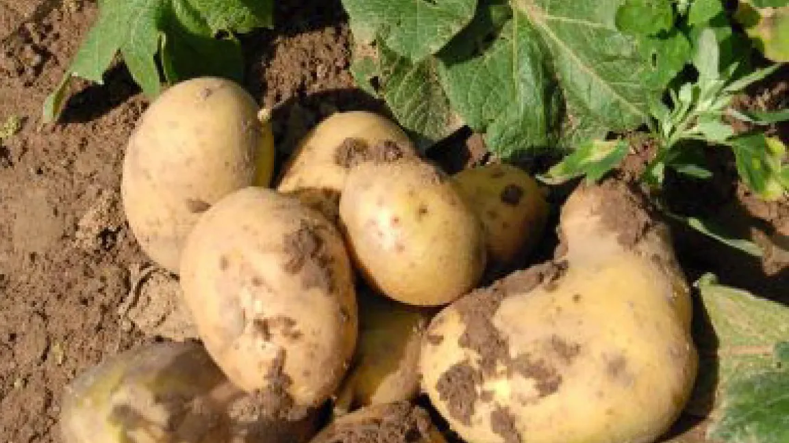 Genoptimierte Kartoffeln.
	Quelle: BASF Aktiengesellschaft