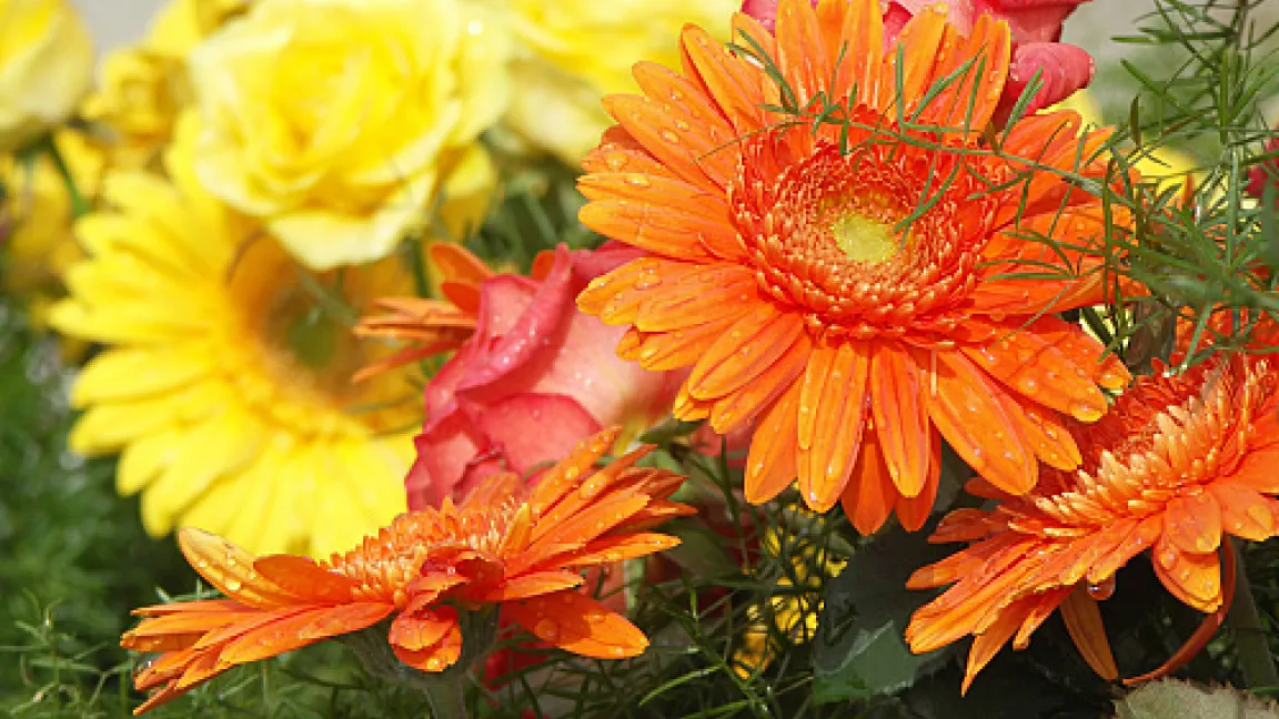 Gerbera – eine der beliebtesten Schnittblumen.
Quelle: adpic