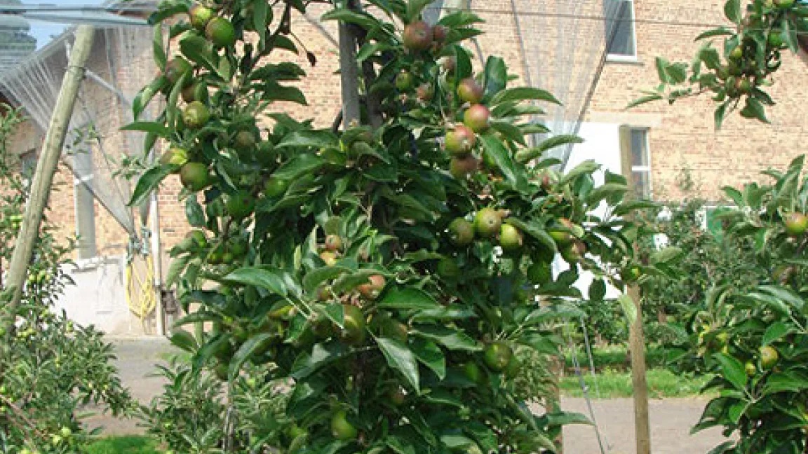 Gesamtansicht Apfelbaum. Quelle: Dr. Katharina Seuser